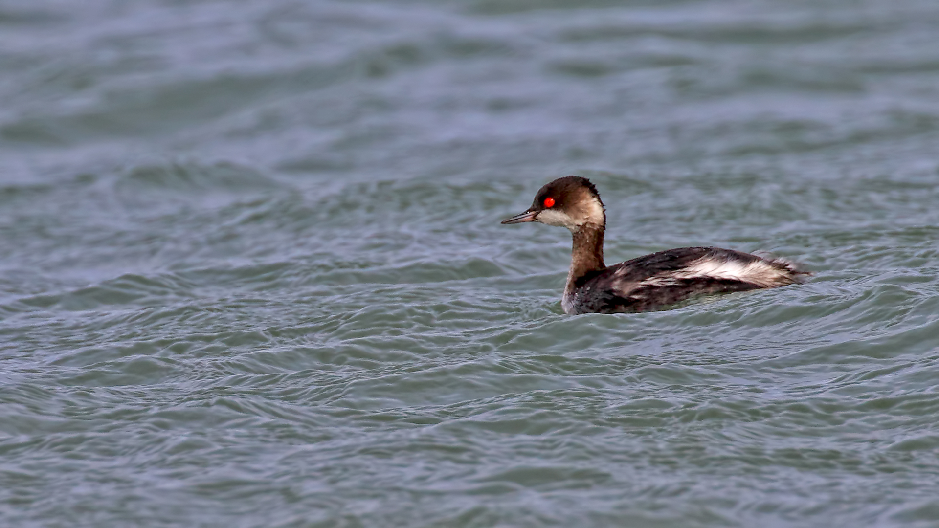 Eared Grebe